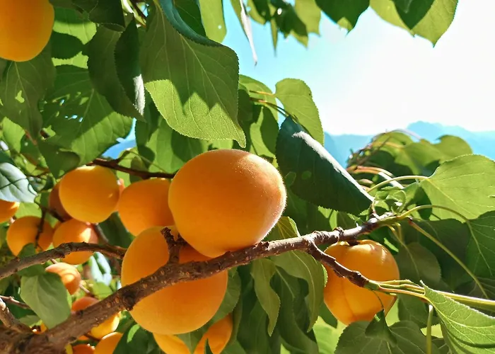 Gsenger In Abtenau By Interhome Apartment