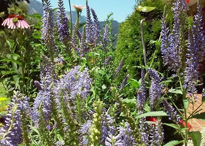 Gsenger In Abtenau By Interhome דירה אבטנאו