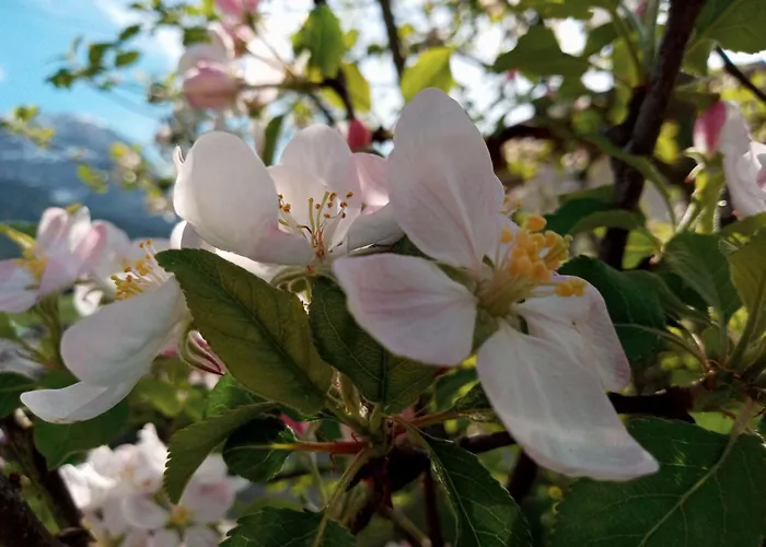 דירה Gsenger In Abtenau By Interhome