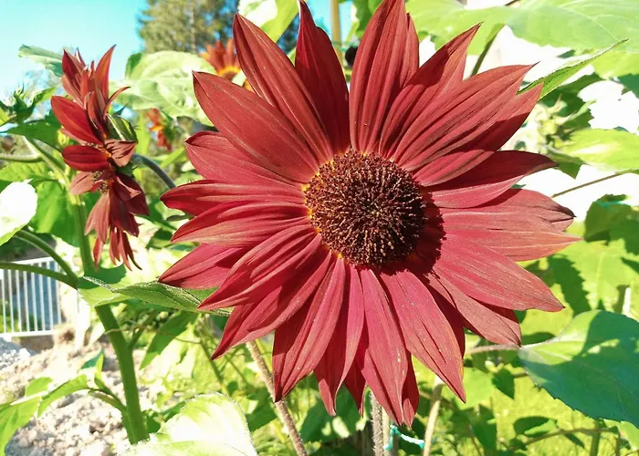 Gsenger In Abtenau By Interhome Apartment Abtenau