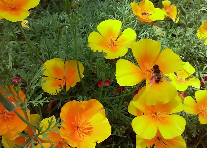 Gsenger In Abtenau By Interhome דירה