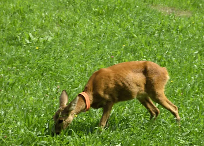דירה Gsenger In Abtenau By Interhome *